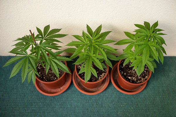 A close-up of young cannabis plants