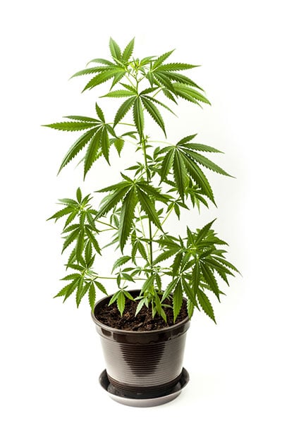 A closeup of a marijuana plant in a plastic pot