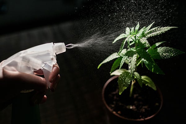 A person spraying a marijuana plants to protect it from insects and pests