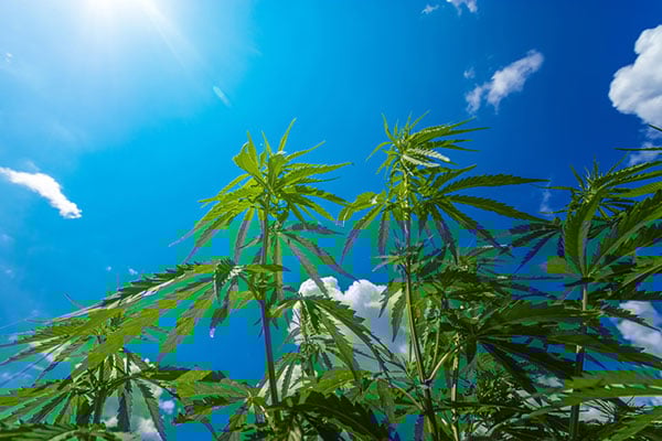Cannabis plants growing outdoors in the open air