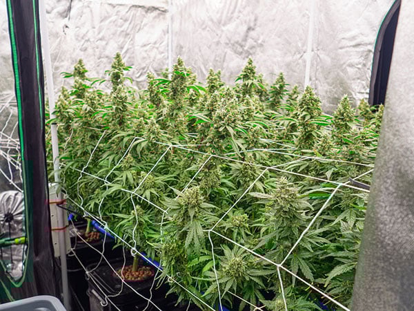Cannabis plants in an indoor setup