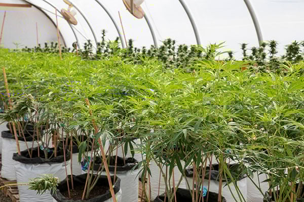 Cannabis plants inside a greenhouse