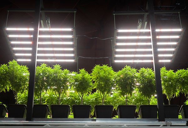 Cannabis potted plants indoor cultivation by artificial LED lighting