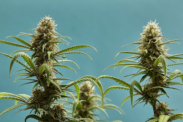 Close-up of a marijuana buds flower isolated on a light blue background