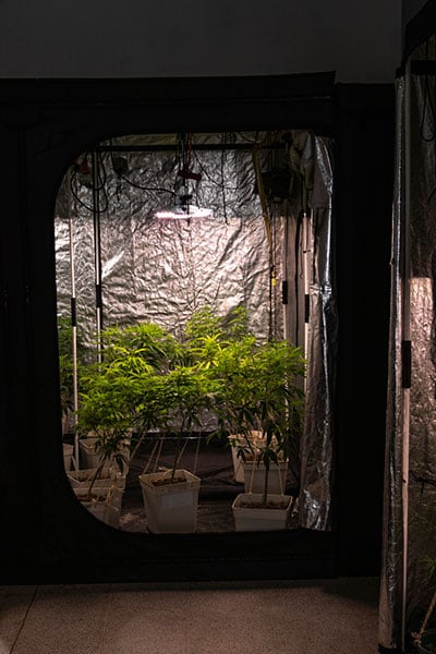 Marijuana plants grown in an indoor setup for all year-round cultivation