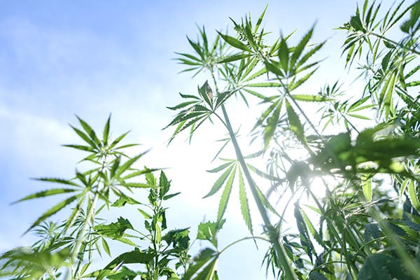 Marijuana plants grown outdoor