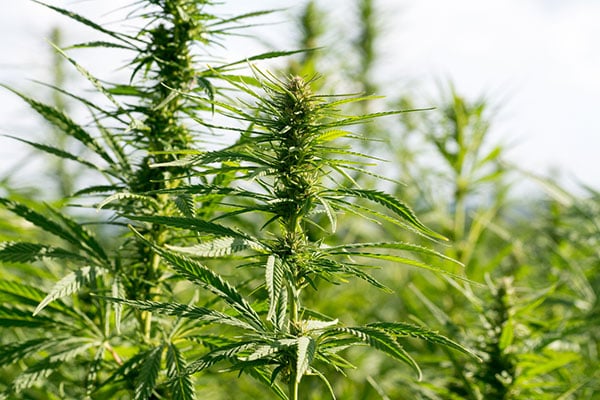 Marijuana plants in an outdoor set-up