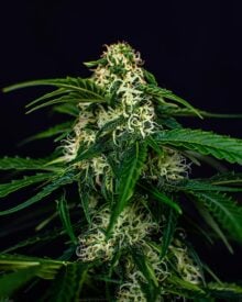 buy-premium-feminized-cannabis-Wizard-Punch
