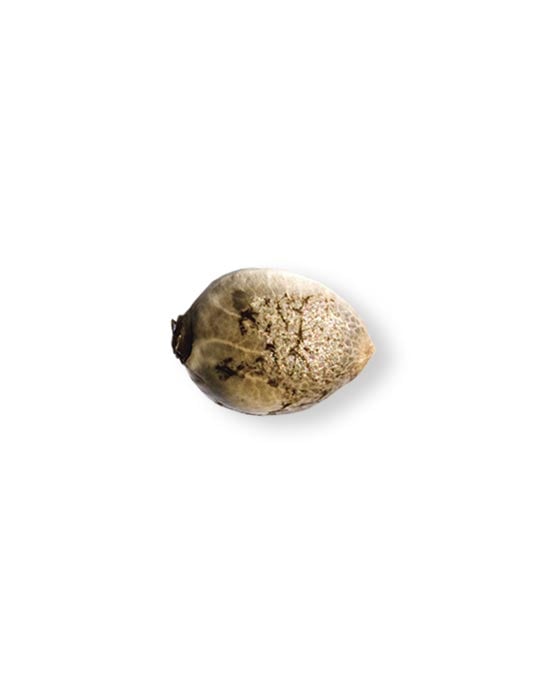 shop-your-choice-weed-seeds-Wizard-Punch
