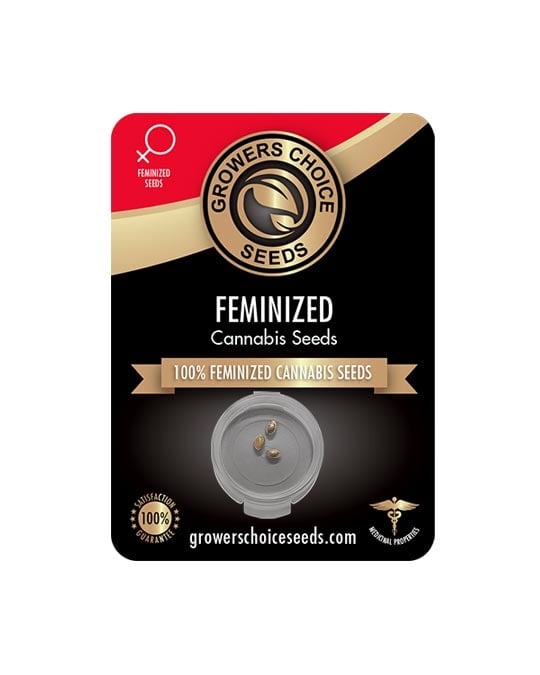 Cheetah Piss Feminized Seeds