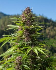 buy-premium-feminized-cannabis-Cheetah-Piss