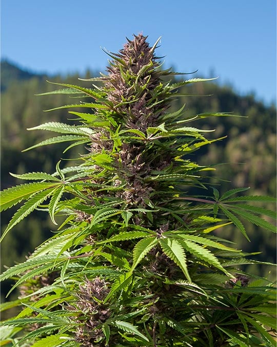 Cheetah Piss Feminized Seeds