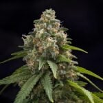 Chemdog 91 Feminized Seeds