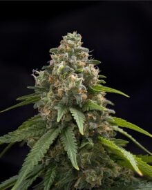 buy-premium-feminized-cannabis-Chemdog-91