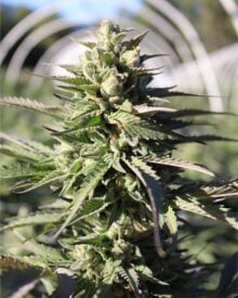 buy-premium-feminized-cannabis-Gelonade