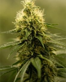 buy-premium-feminized-cannabis-Neville's-Haze