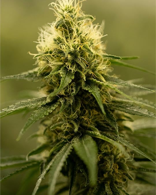 Neville’s Haze Feminized Seeds