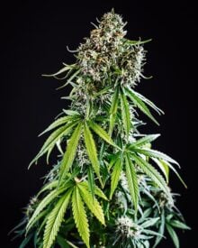 buy-premium-feminized-cannabis-Pink-Lemonade-auto