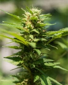 buy-premium-feminized-cannabis-Sweet-Tooth