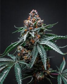 buy-premium-feminized-cannabis-Tropicana-Cherry