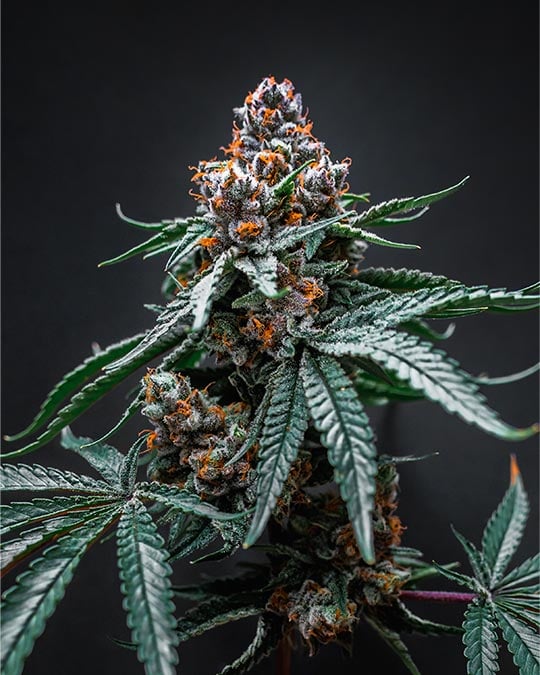 Tropicana Cherry Auto