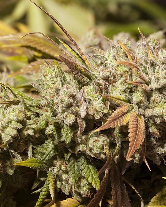 Cheetah Piss Feminized Seeds