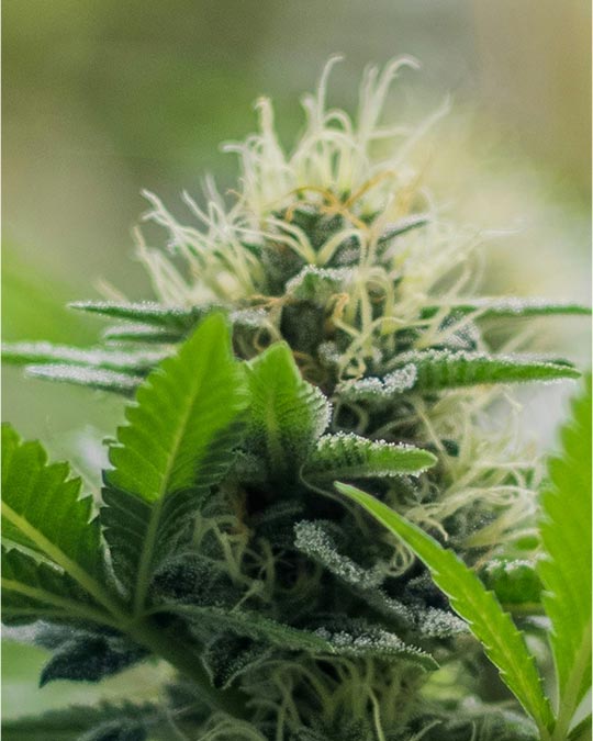 Neville’s Haze Feminized Seeds
