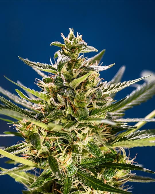Pink Lemonade Auto