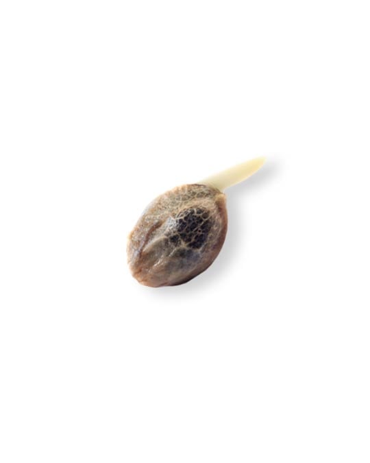 shop-your-choice-weed-seeds-Gelonade