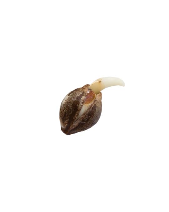 shop-your-choice-weed-seeds-Pure-Haze