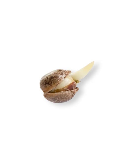 shop-your-choice-weed-seeds-Tropicana-Cherry