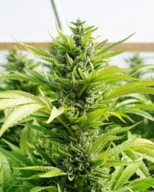 buy-premium-feminized-cannabis-Blue-Nerds