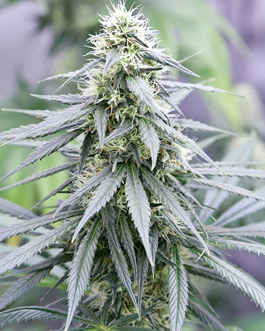 Sour Tangie