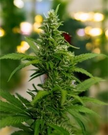 buy-premium-feminized-cannabis-Space-Runtz
