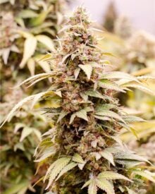 buy-premium-feminized-cannabis-brownie-scout
