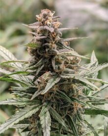 buy-premium-feminized-cannabis-candy-fumez
