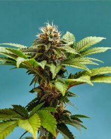 buy-premium-feminized-cannabis-gello-shotz