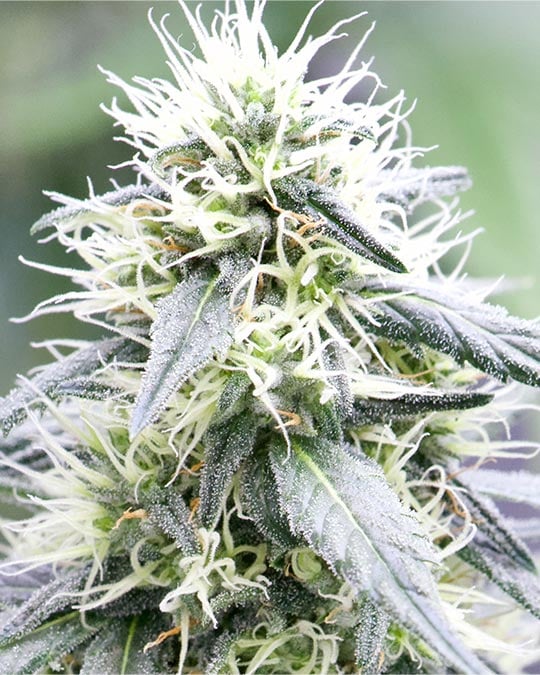 Sour Tangie