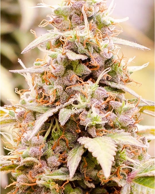 Brownie Scout