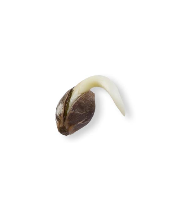 shop-your-choice-weed-seeds-Blue-Nerds