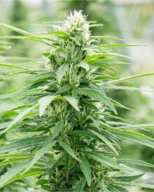 buy-premium-feminized-cannabis-cadillac-rainbow
