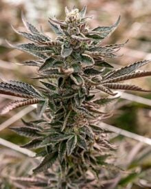 buy-premium-feminized-cannabis-dante's-inferno