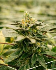 buy-premium-feminized-cannabis-john-connor