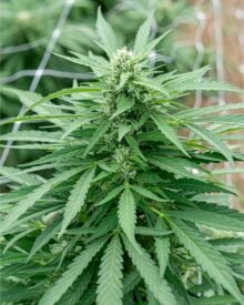 buy-premium-feminized-cannabis-moroccan-peaches