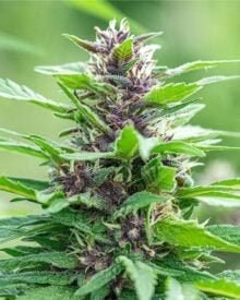 buy-premium-feminized-cannabis-blue-zushi