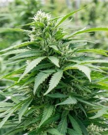 buy-premium-feminized-cannabis-blueberry-caviar