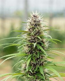buy-premium-feminized-cannabis-melonade
