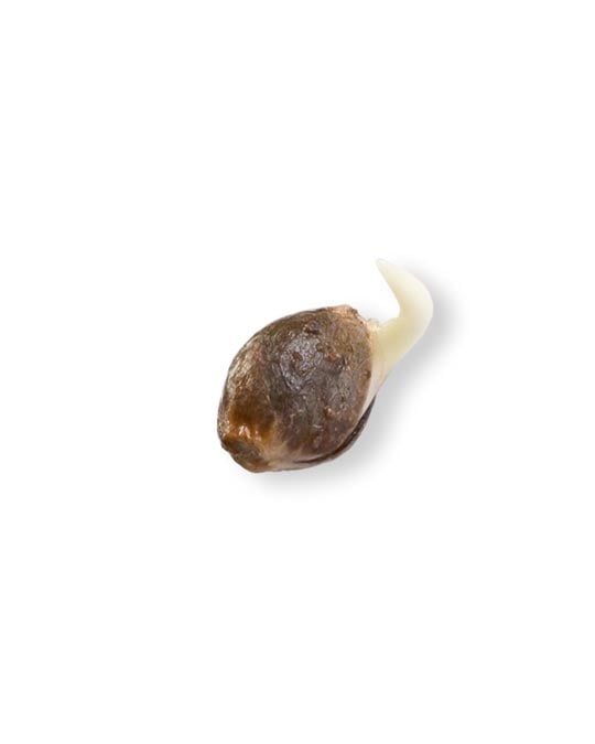 shop-your-choice-weed-seeds-melonade