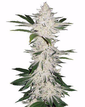 chemdog-4-compra-la-mejor-variedad-de-marihuana