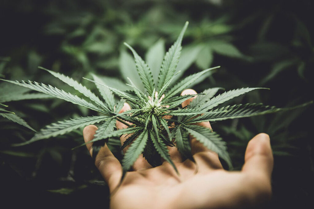 Nuestras-semillas-cultivan-cannabis-de-espectro-completo